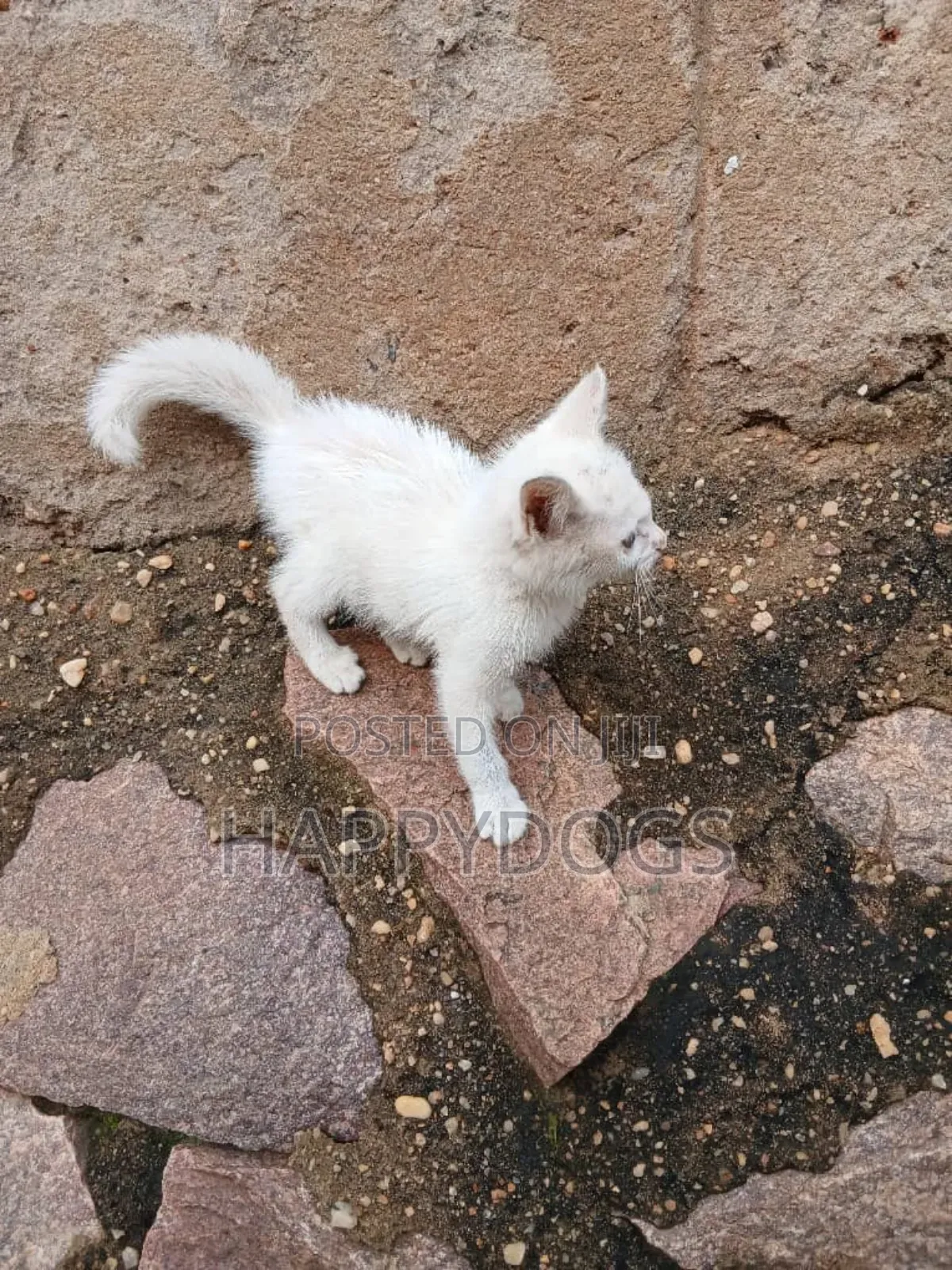 1-3 months Female Mixed Breed Cross breed