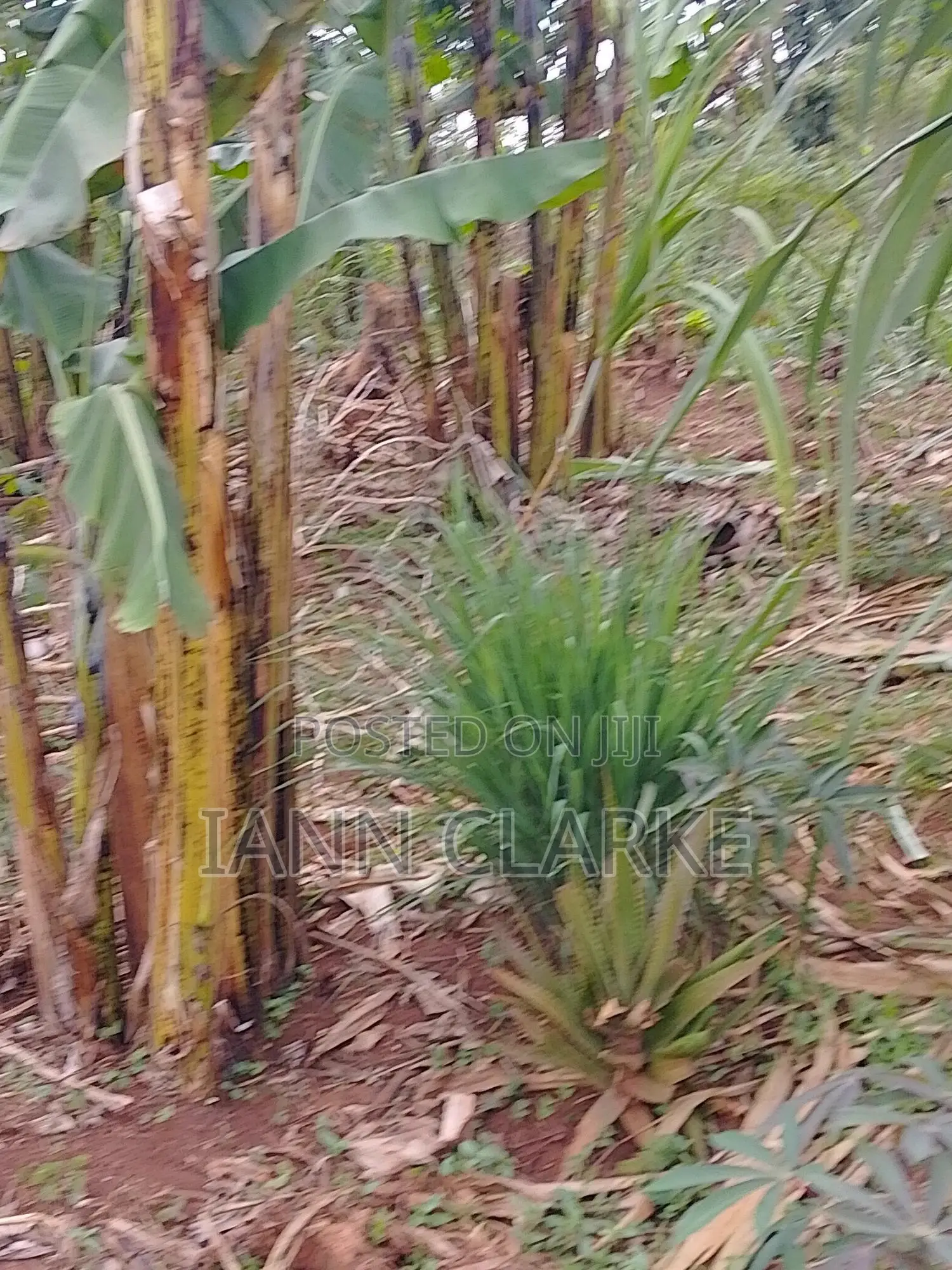 60 X 100ft Plot Of Land (Kibbanja / Agreement Sale) In Mpigi