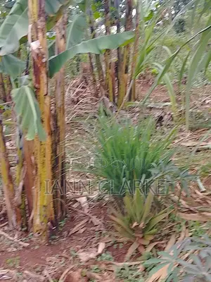 60 X 100ft Plot Of Land (Kibbanja / Agreement Sale) In Mpigi
