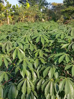60 X 100ft Plot Of Land (Kibbanja / Agreement Sale) In Mpigi