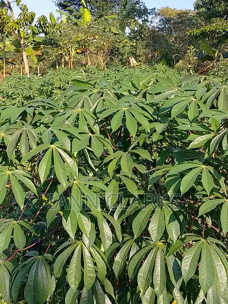 60 X 100ft Plot Of Land (Kibbanja / Agreement Sale) In Mpigi