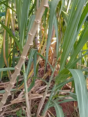 60 X 100ft Plot Of Land (Kibbanja / Agreement Sale) In Mpigi