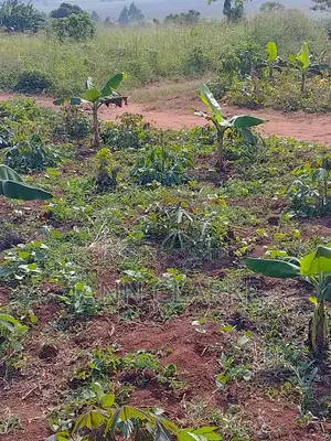 60 X 100ft Plot Of Land (Kibbanja / Agreement Sale) In Mpigi