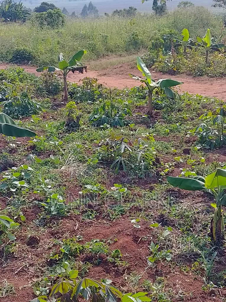 60 X 100ft Plot Of Land (Kibbanja / Agreement Sale) In Mpigi
