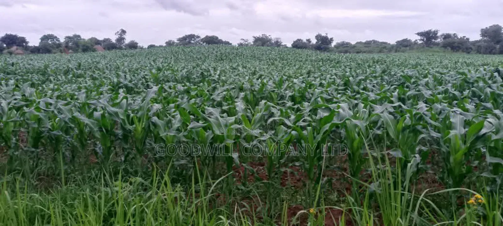 100 Acres of Land in Baale Kayunga