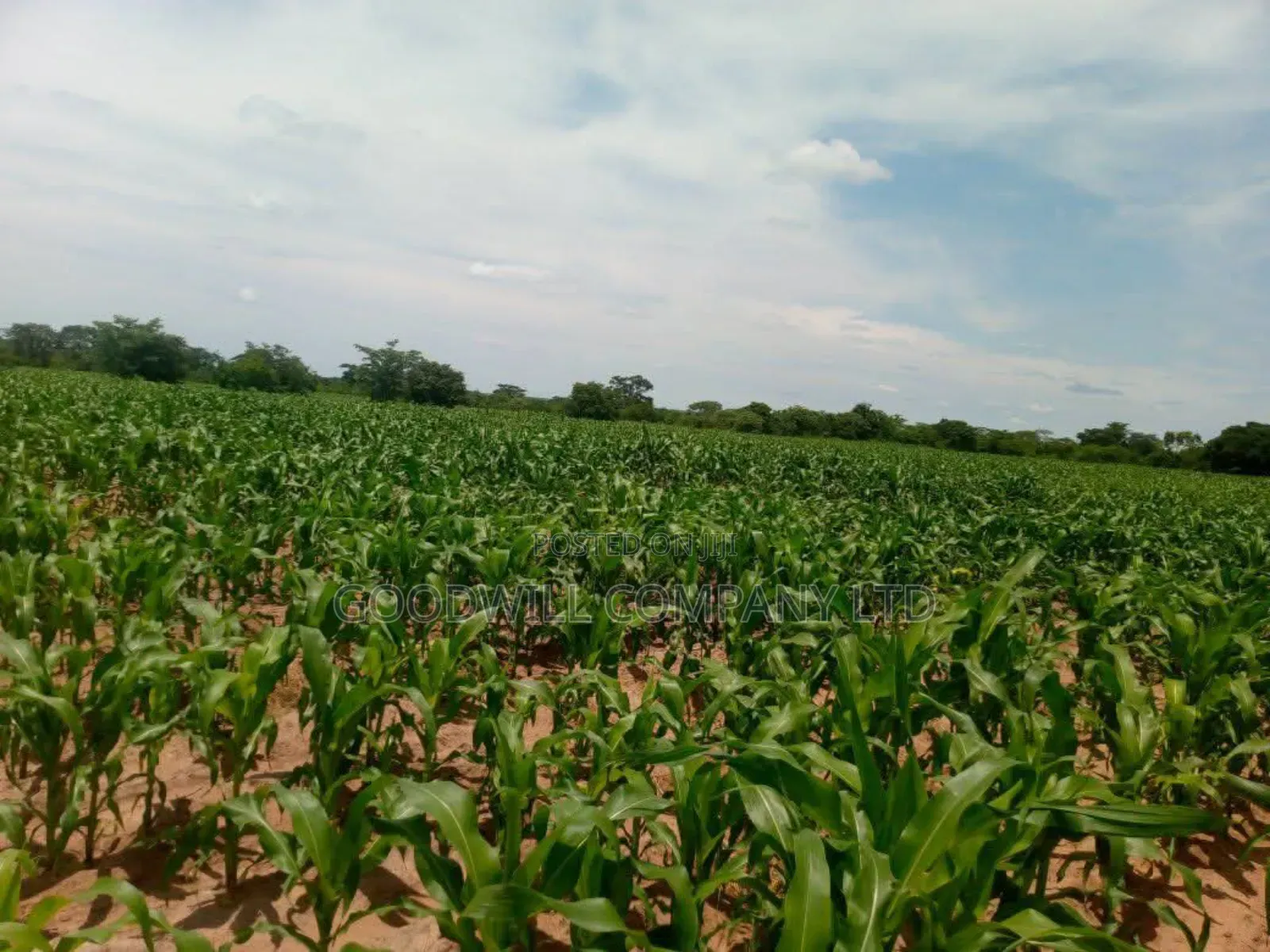 100 Acres of Land in Baale Kayunga
