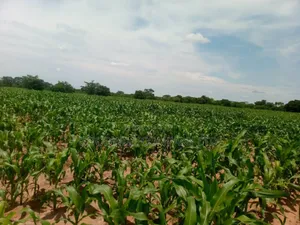 100 Acres of Land in Baale Kayunga