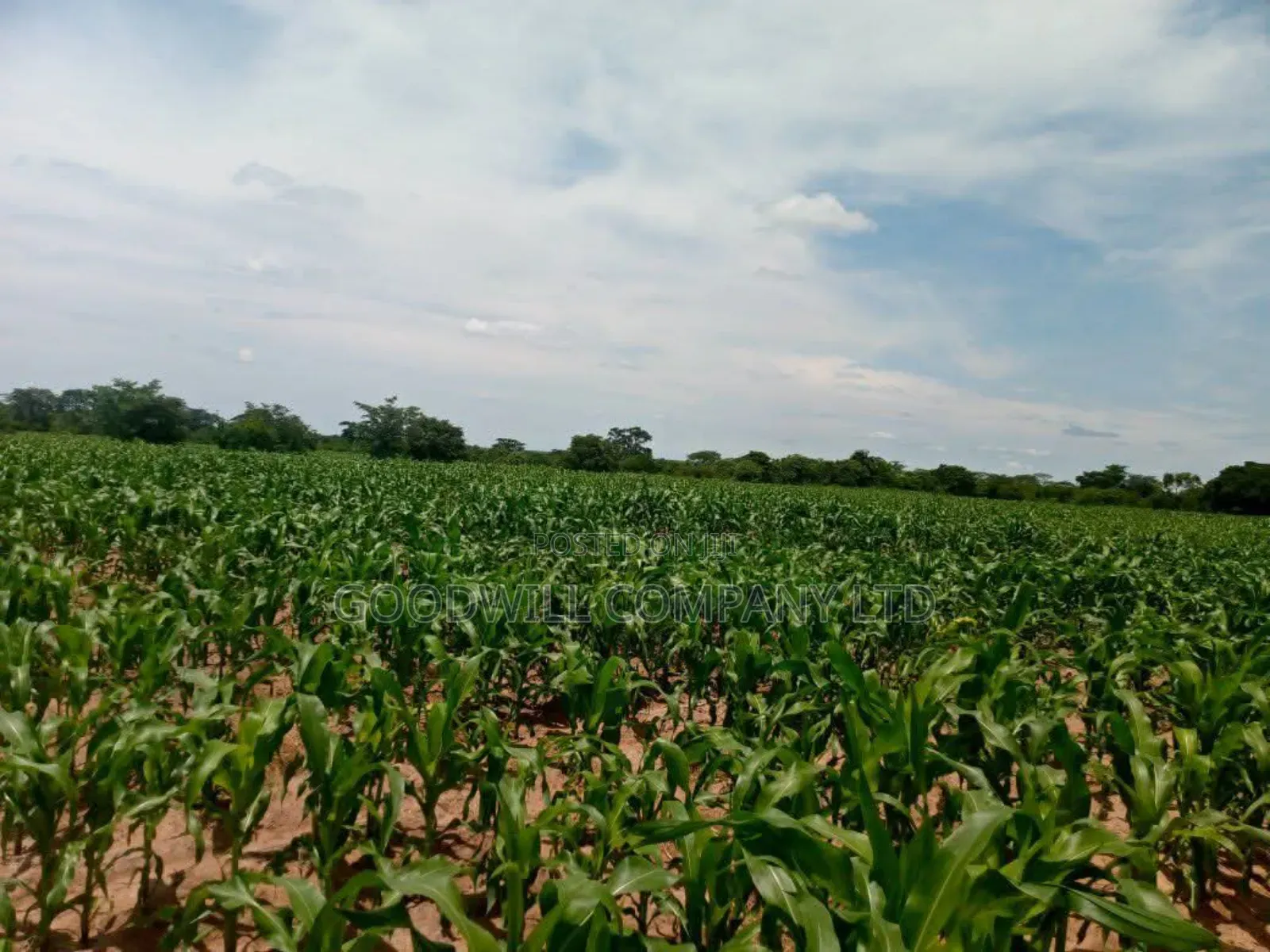 100 Acres of Land in Baale Kayunga