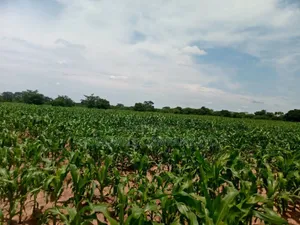 100 Acres of Land in Baale Kayunga