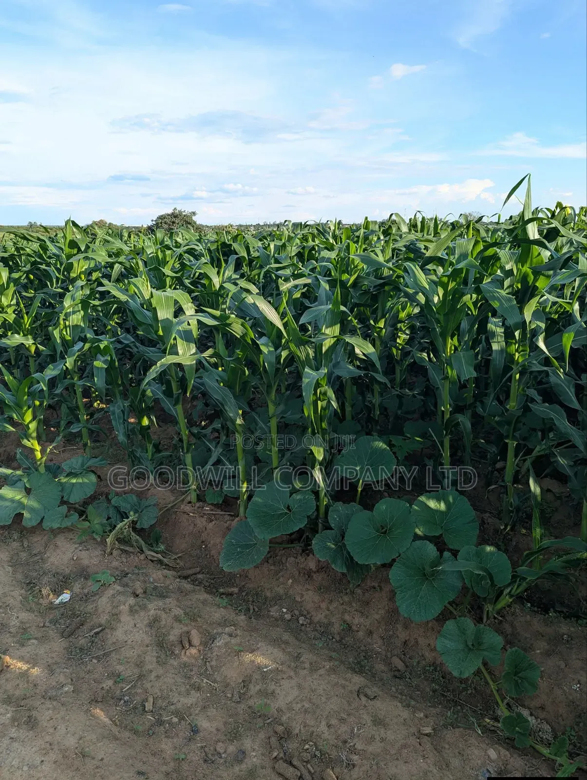 100 Acres of Land in Baale Kayunga