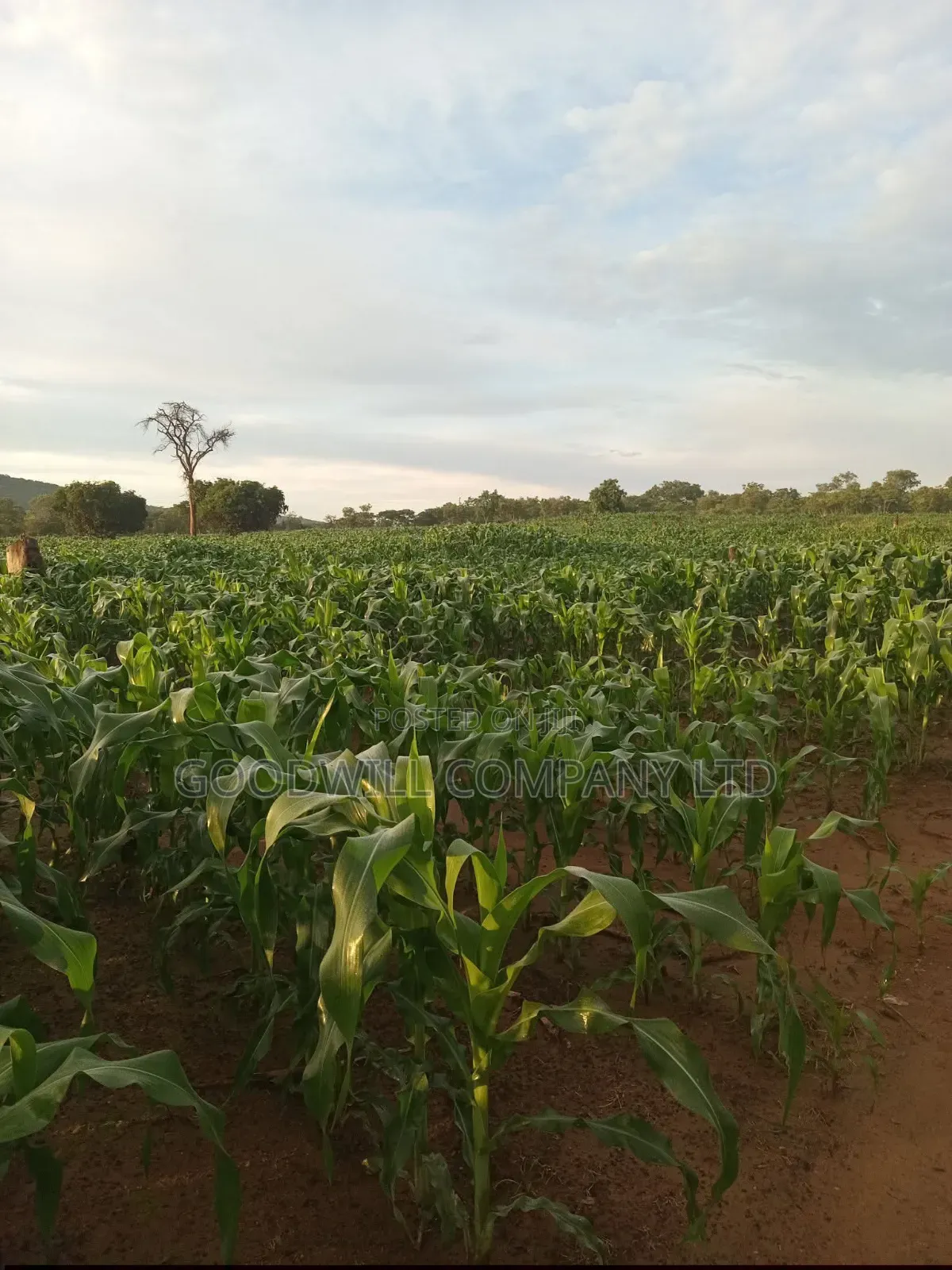 100 Acres of Land in Baale Kayunga