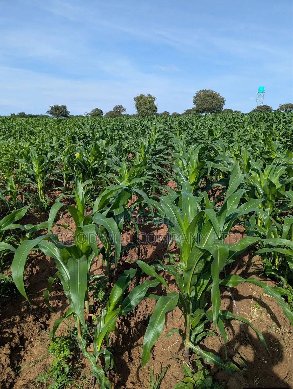 100 Acres of Land in Baale Kayunga