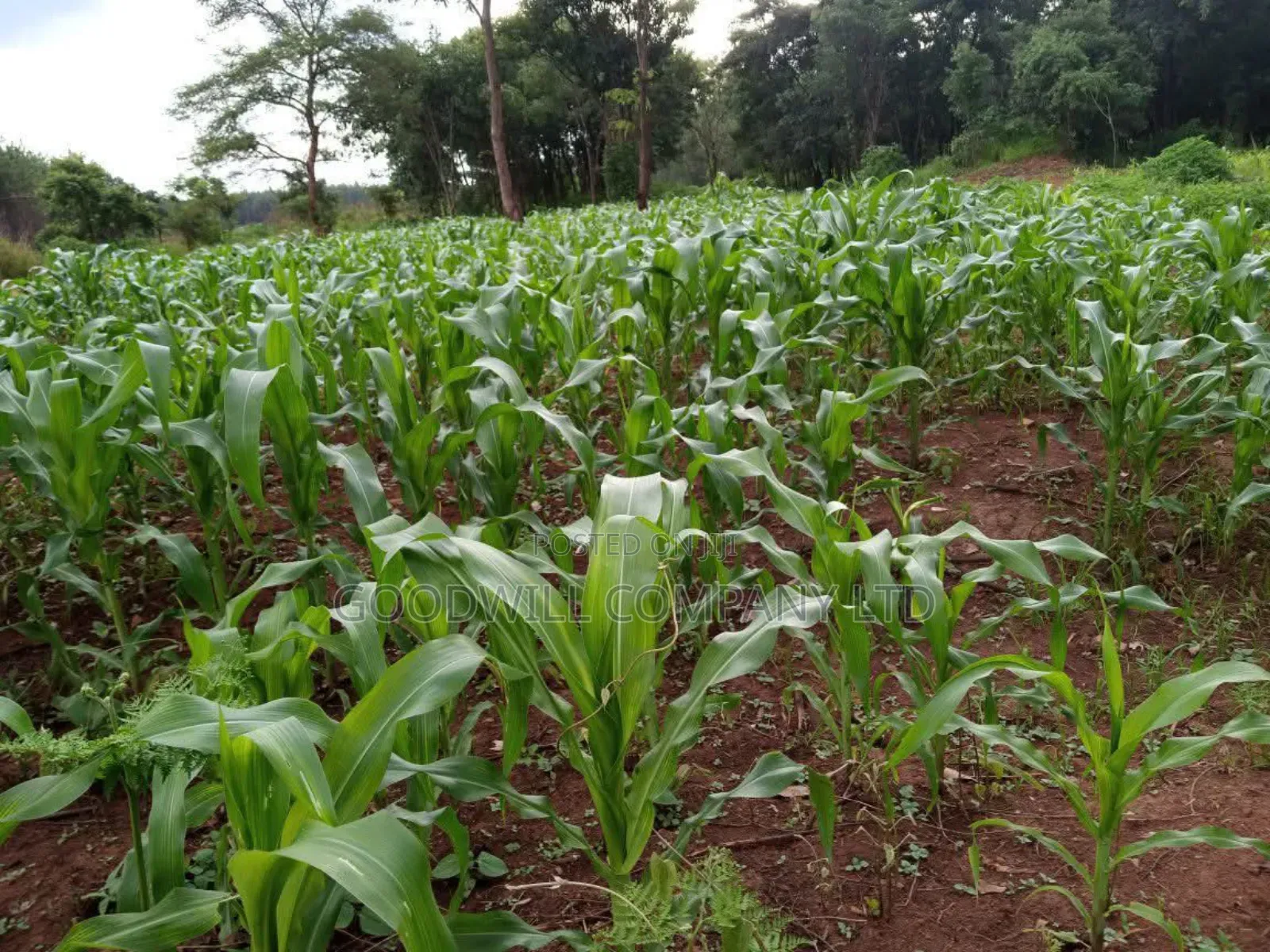 100 Acres of Land in Baale Kayunga