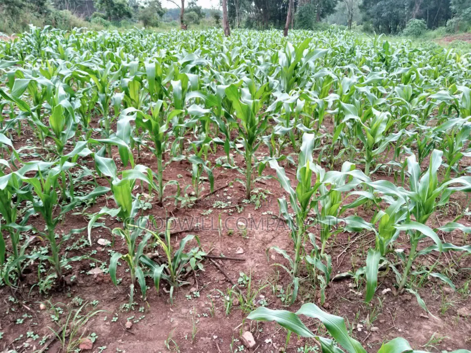 100 Acres of Land in Baale Kayunga