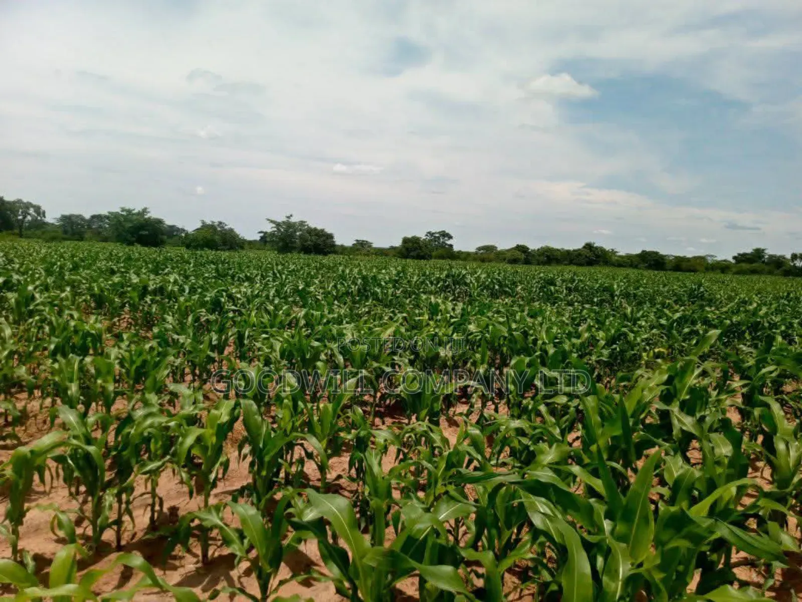 100 Acres of Land in Baale Kayunga