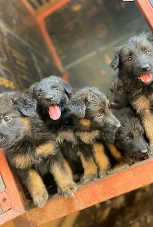 1-3 months Male Purebred German Shepherd