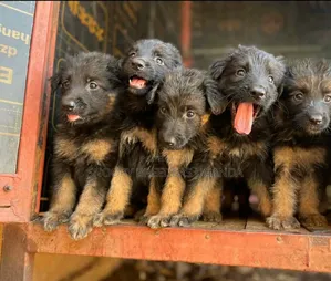 1-3 months Male Purebred German Shepherd