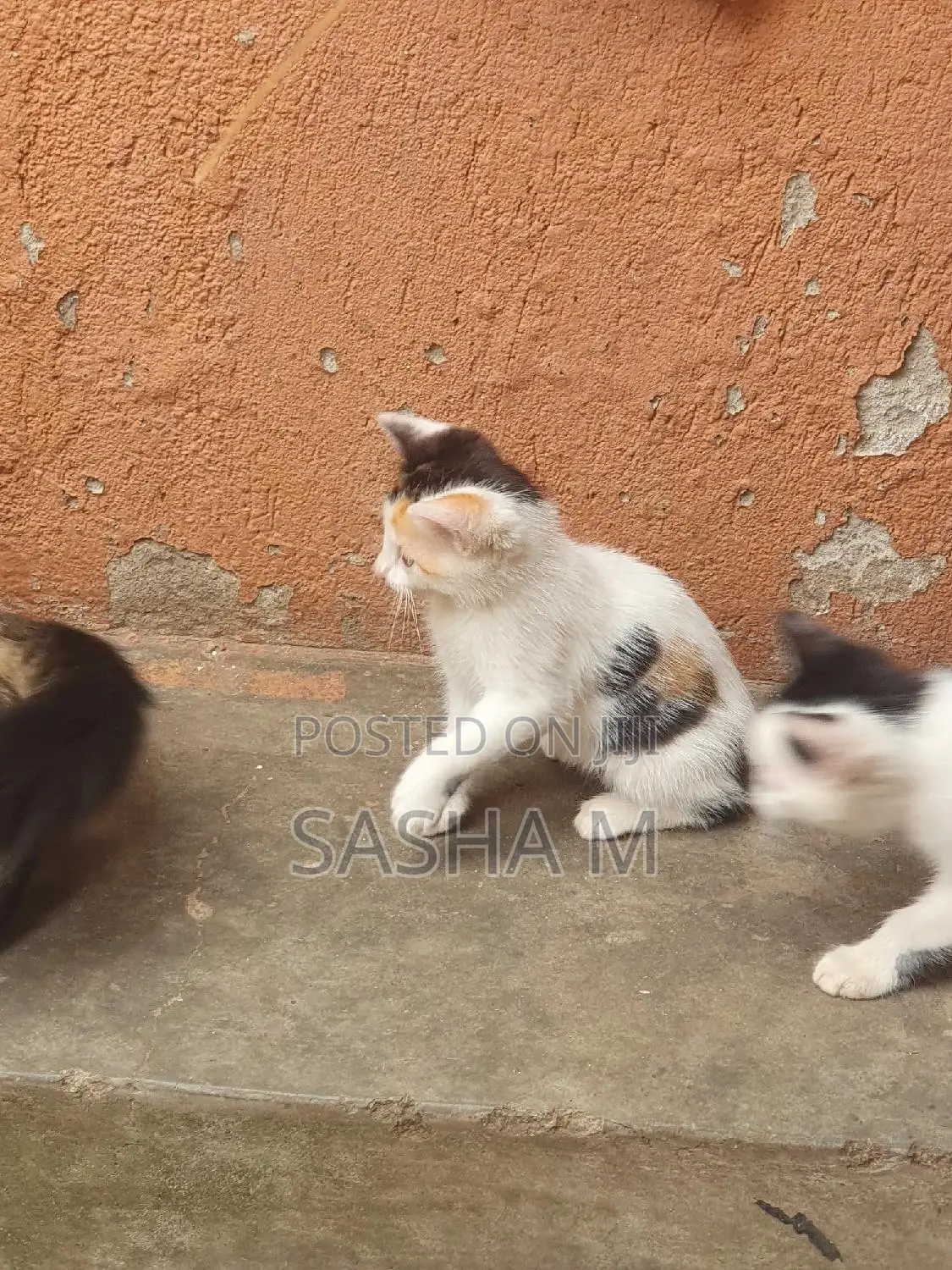 0-1 month Female Mixed Breed Exotic