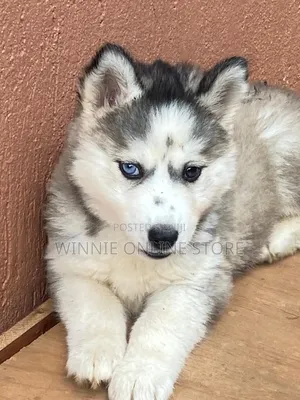 1-3 months Female Purebred Siberian Husky