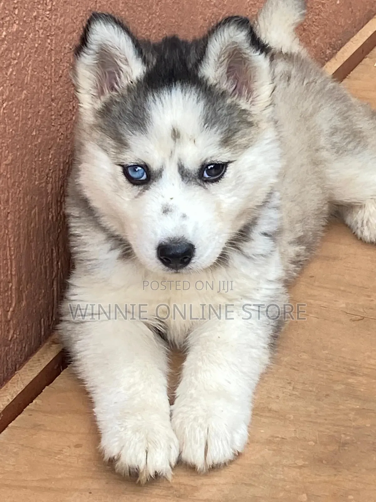 1-3 months Female Purebred Siberian Husky