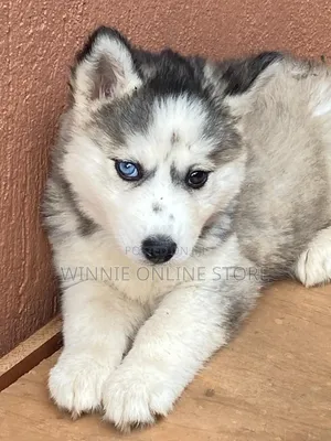 1-3 months Female Purebred Siberian Husky