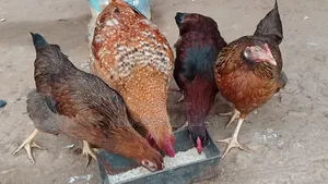 Local Chicken