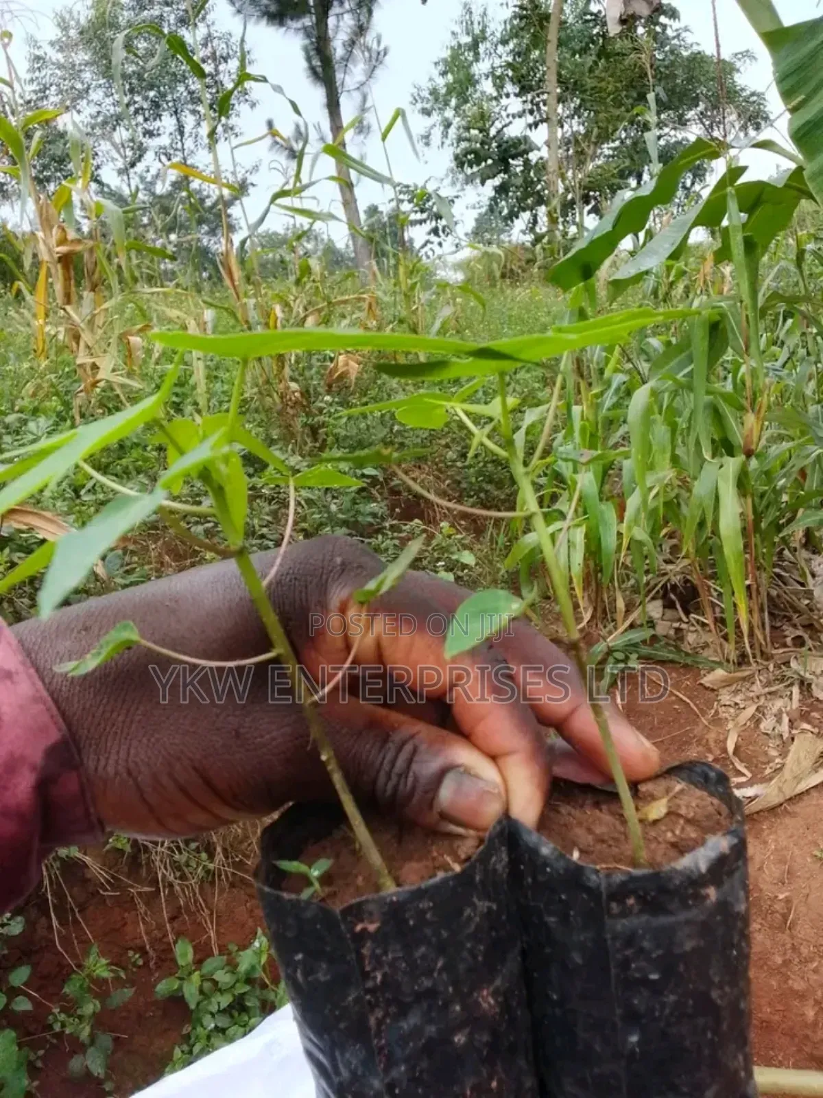 Pawpaw Seedlings.