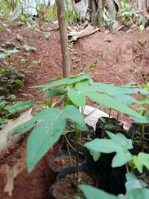 Pawpaw Seedlings.