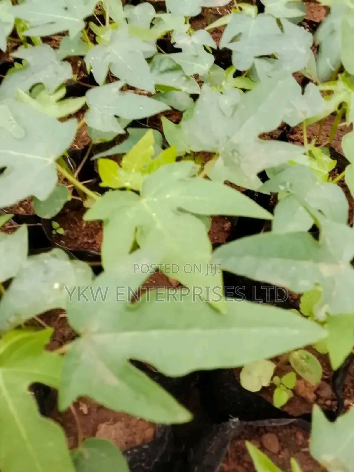 Pawpaw Seedlings.