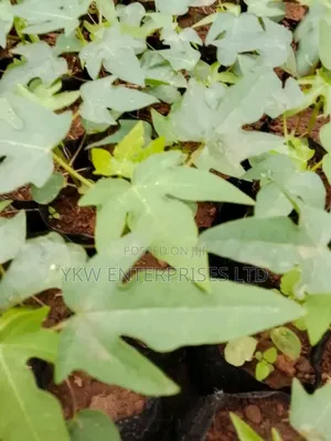 Pawpaw Seedlings.