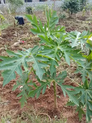Pawpaw Seedlings.