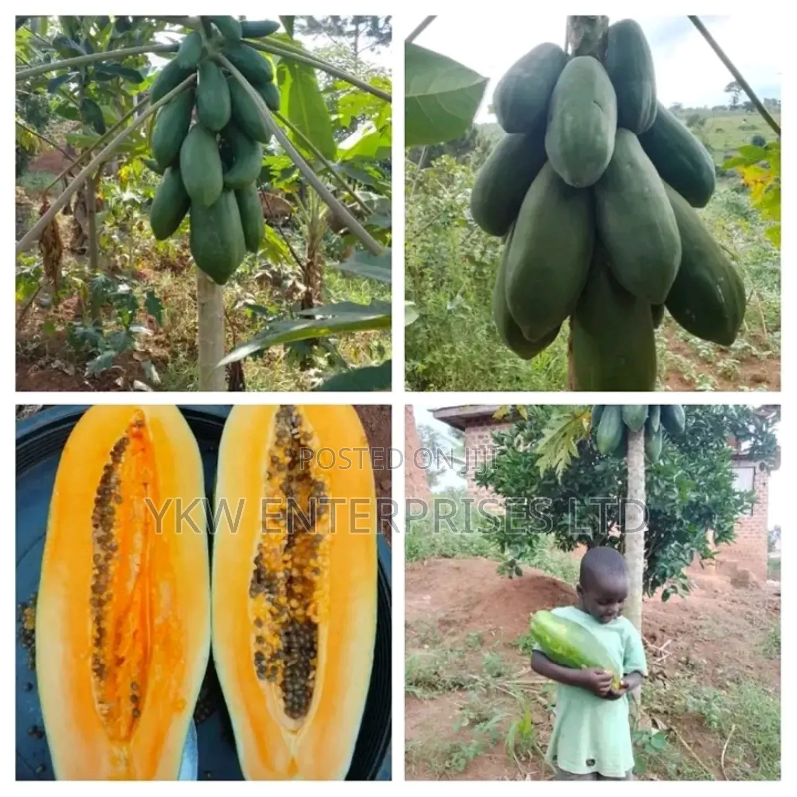 Pawpaw Seedlings.