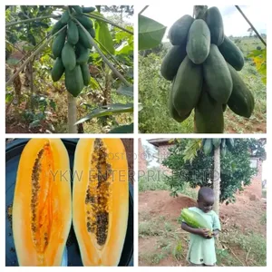 Pawpaw Seedlings.