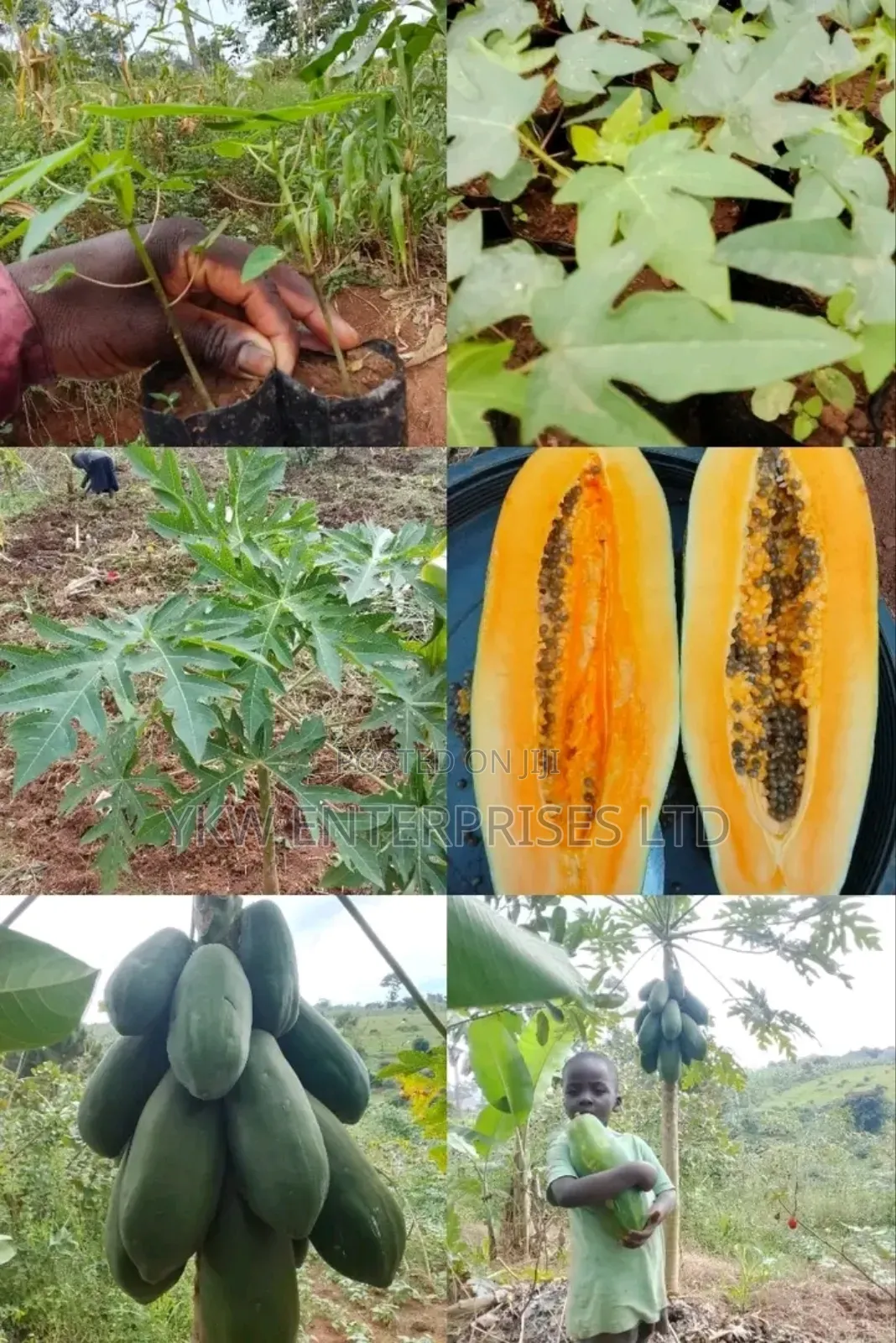 Pawpaw Seedlings.
