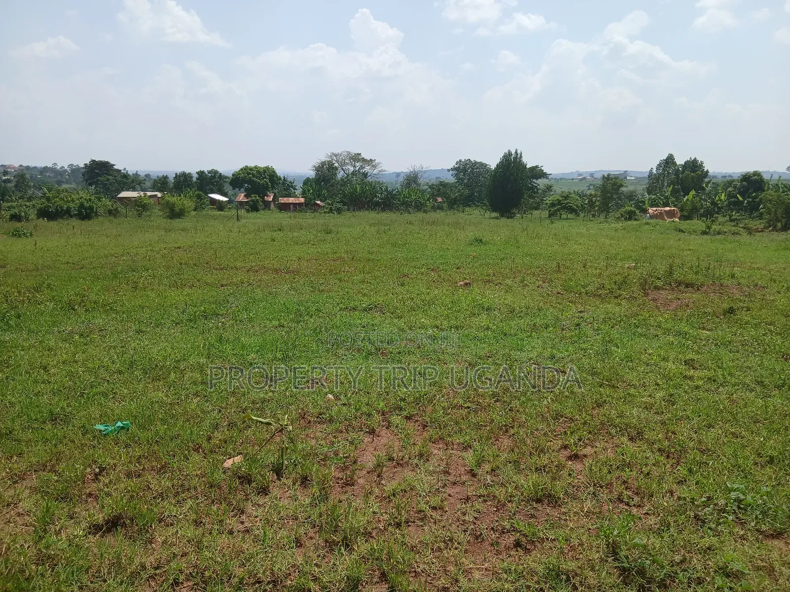 Several 50x100ft Plots at Kiwenda Wikiso District