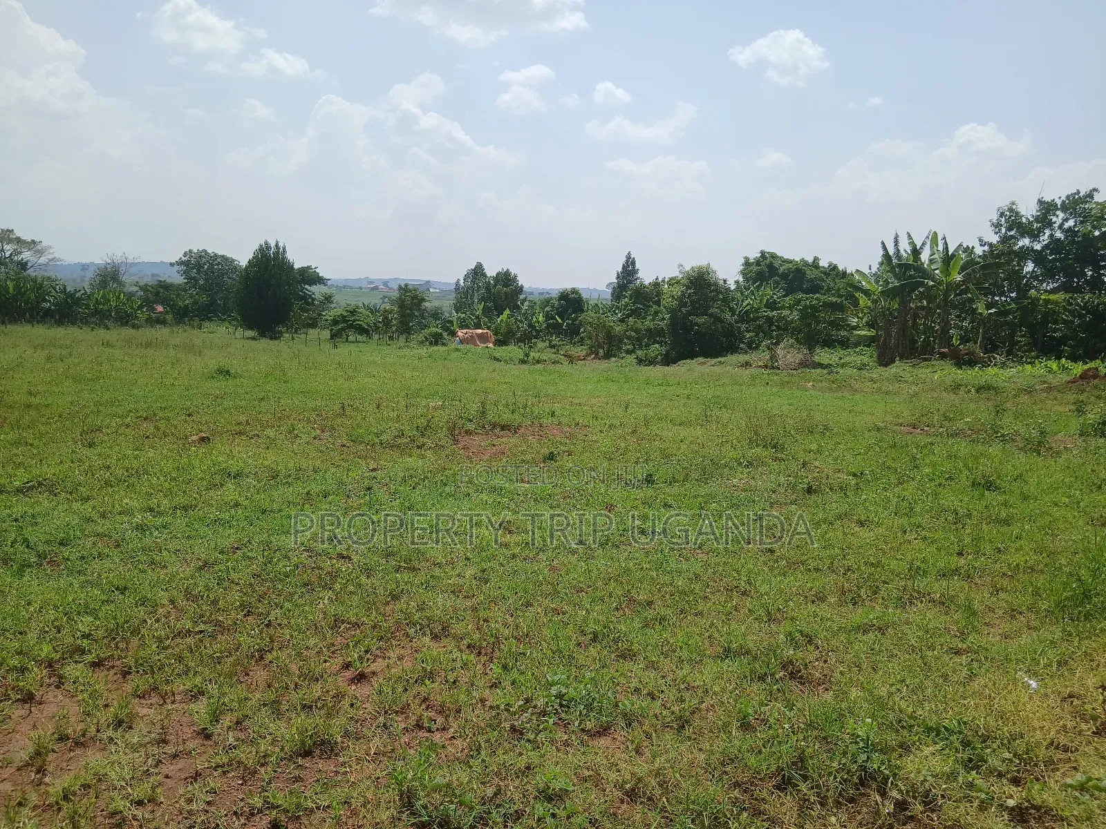 Several 50x100ft Plots at Kiwenda Wikiso District