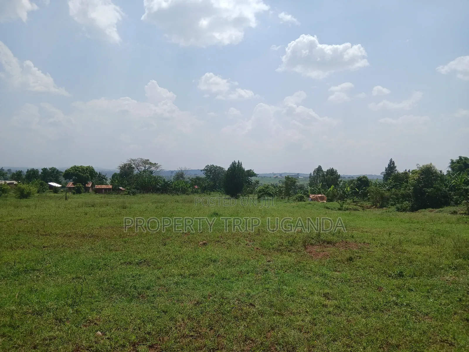 Several 50x100ft Plots at Kiwenda Wikiso District