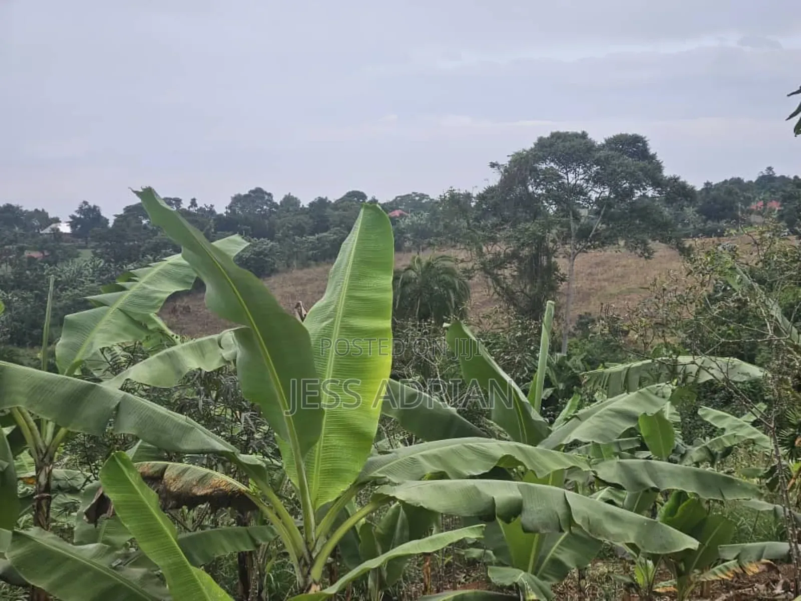 5plots on Sell Early Bird
