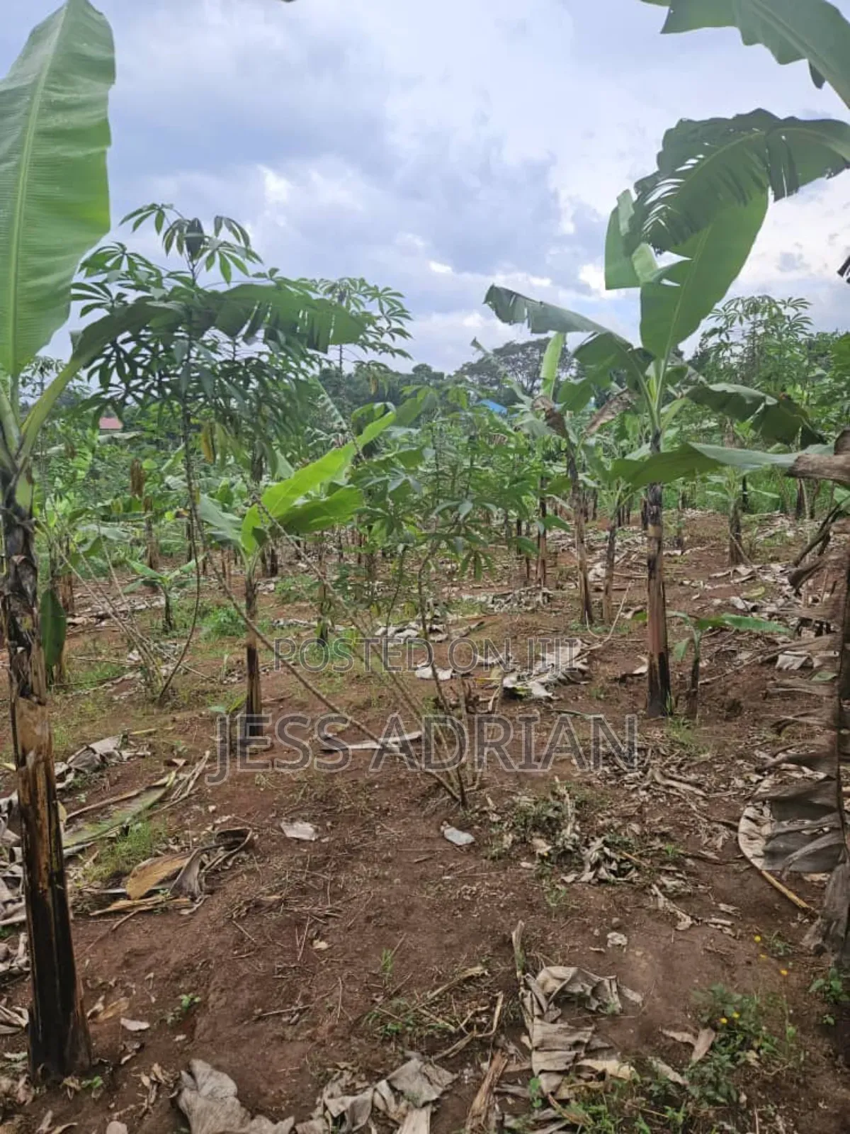 5plots on Sell Early Bird