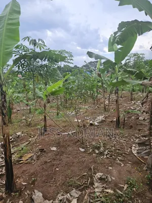 5plots on Sell Early Bird