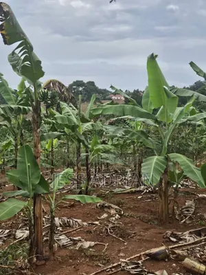 5plots on Sell Early Bird