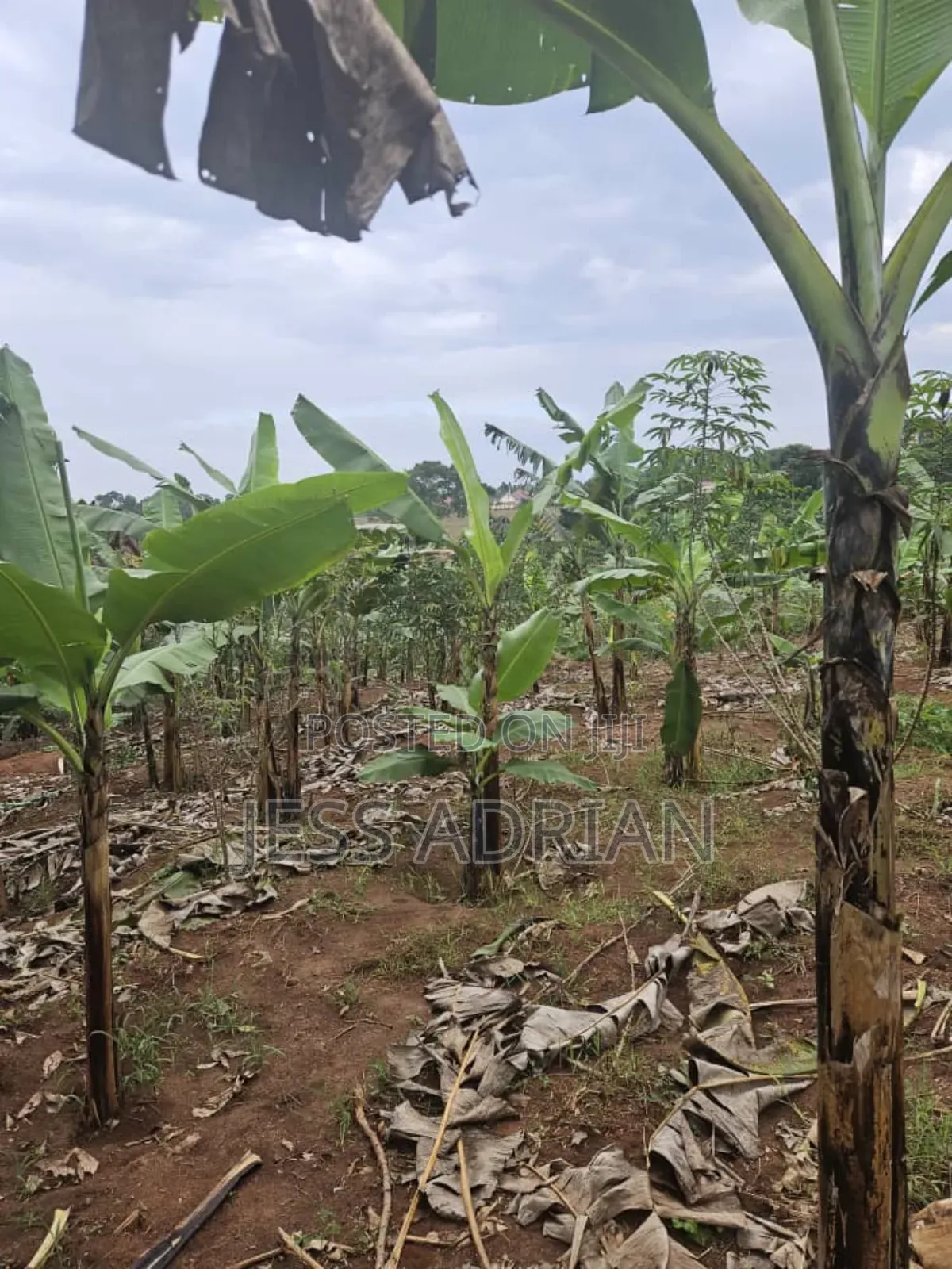 5plots on Sell Early Bird