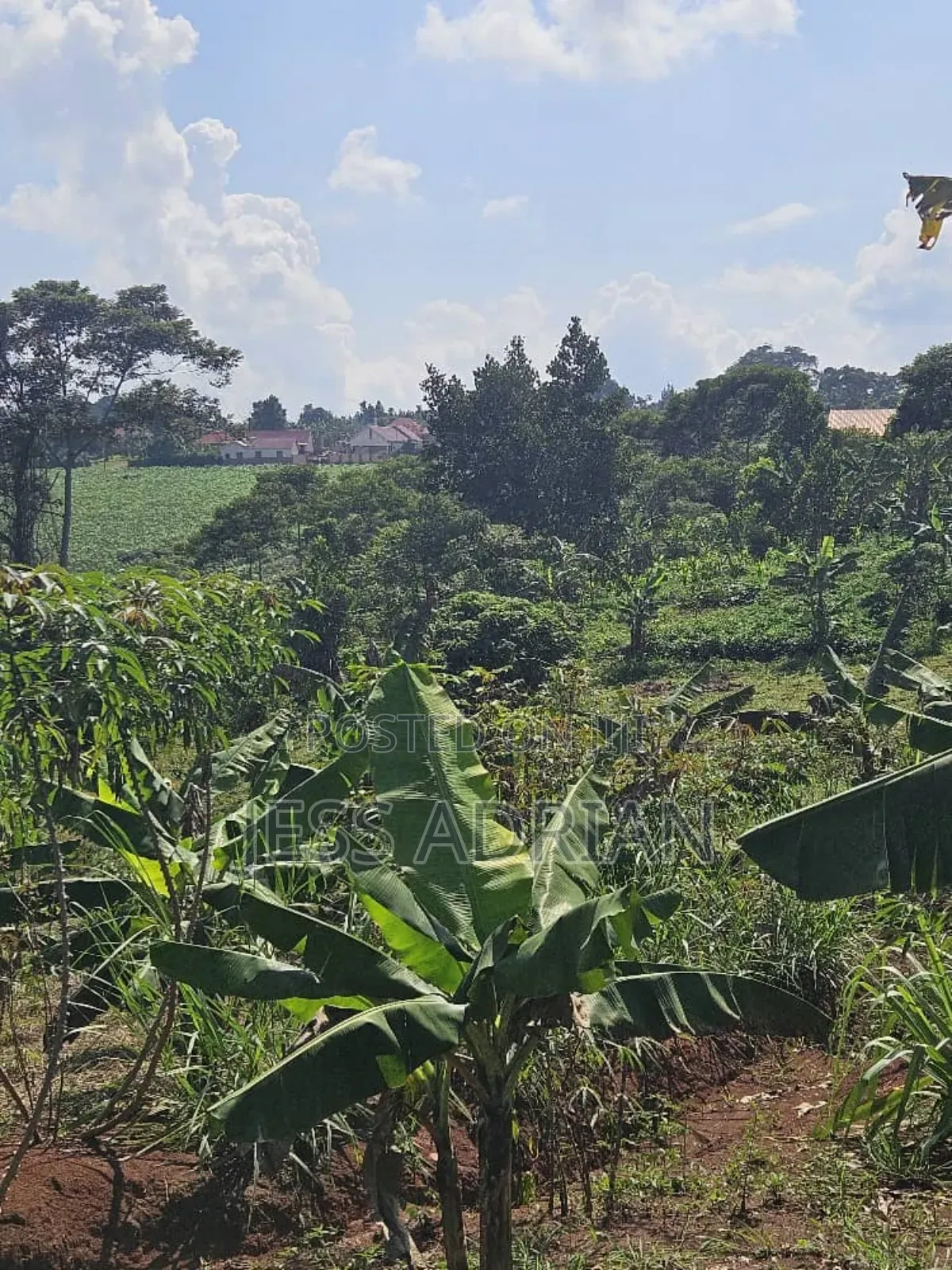 5plots on Sell Early Bird