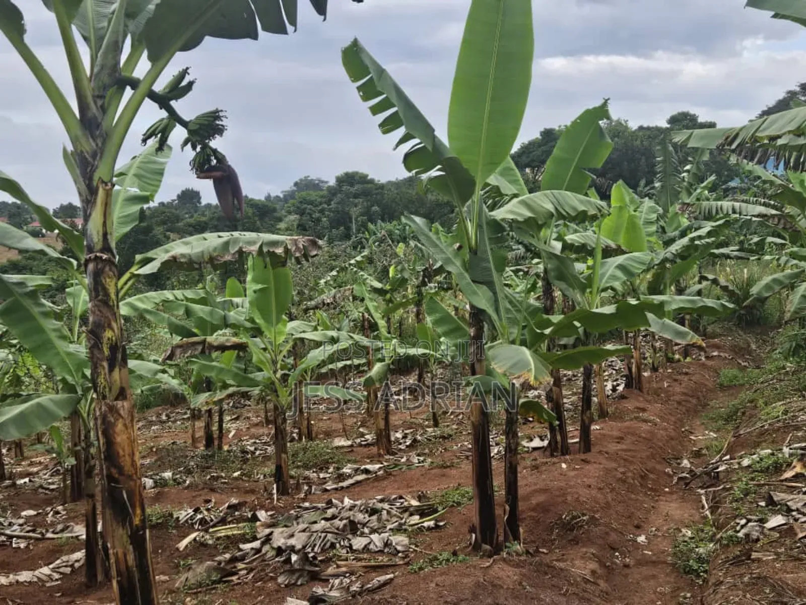 5plots on Sell Early Bird