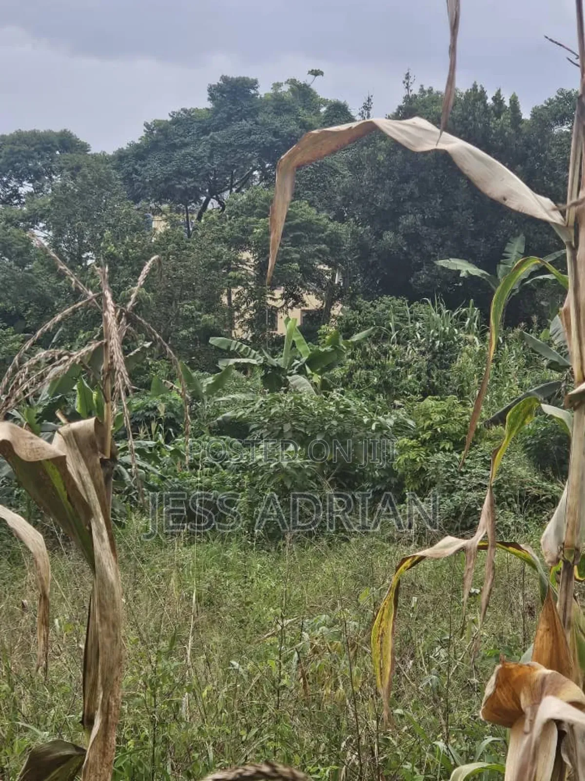 5plots on Sell Early Bird