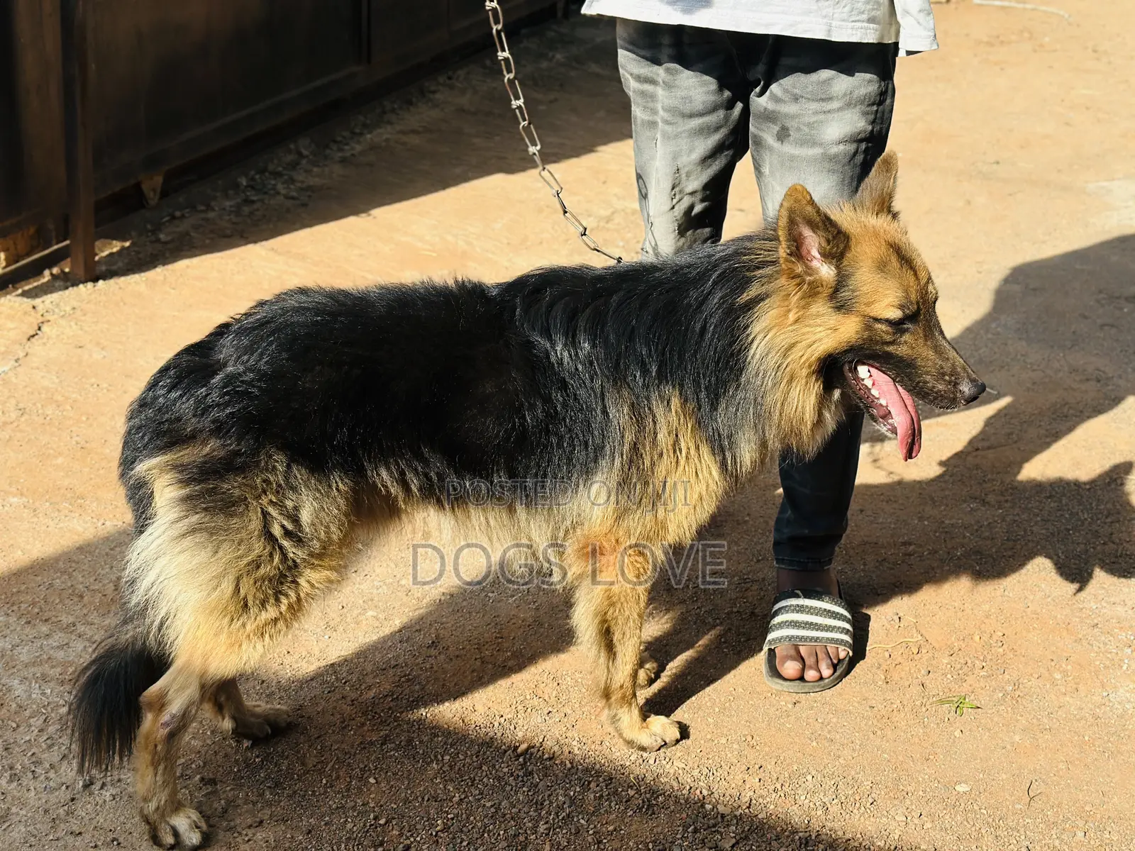 6-12 months Male Purebred German Shepherd