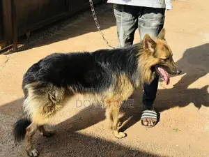 6-12 months Male Purebred German Shepherd