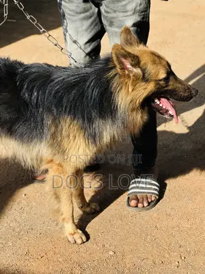 6-12 months Male Purebred German Shepherd