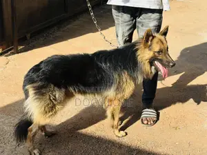 6-12 months Male Purebred German Shepherd