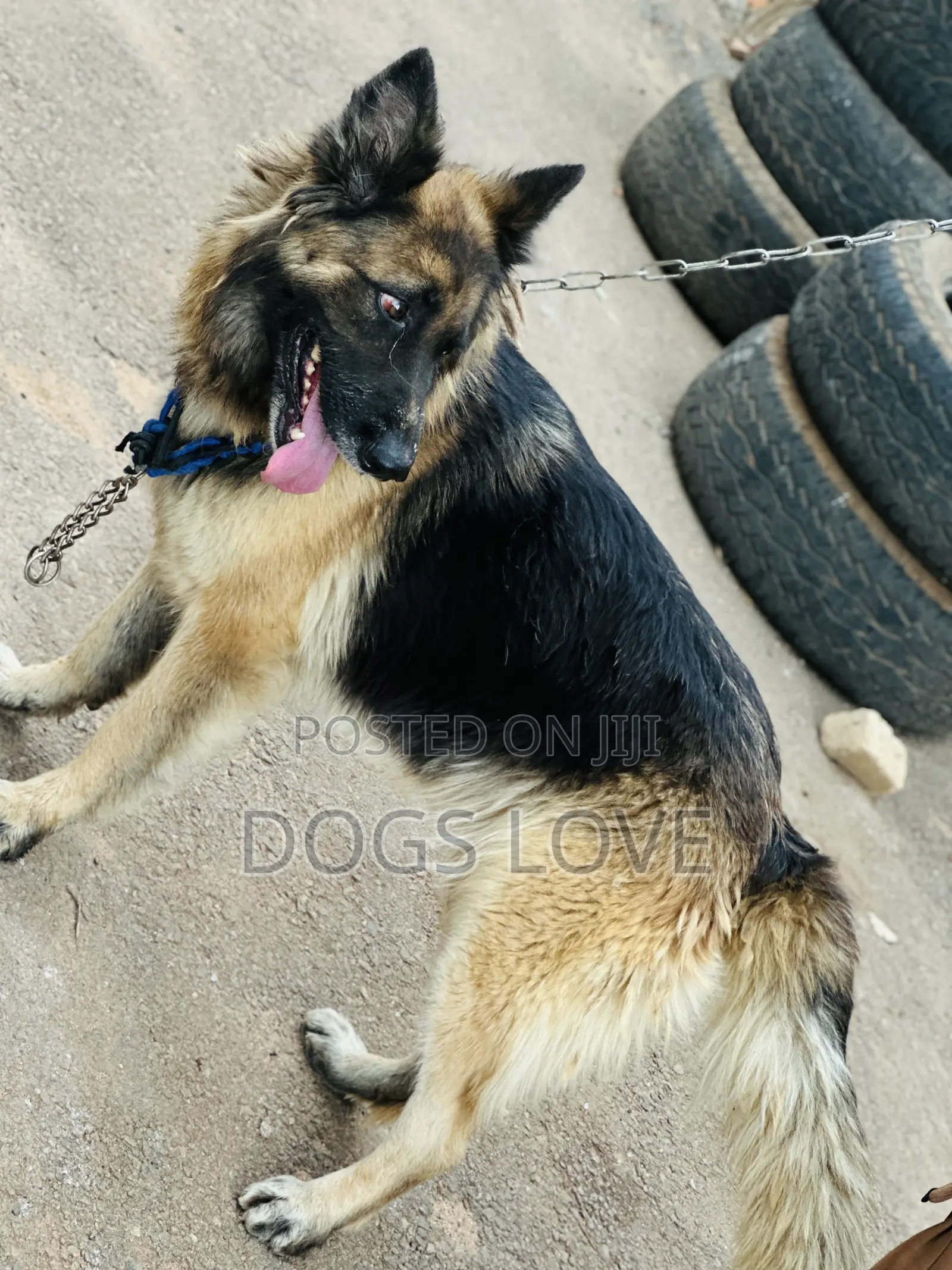 6-12 months Female Purebred German Shepherd